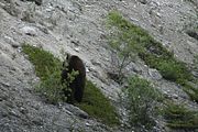 170 - Maligne Canyon, Medicine Lake, Maligne Lake - IMG_1248